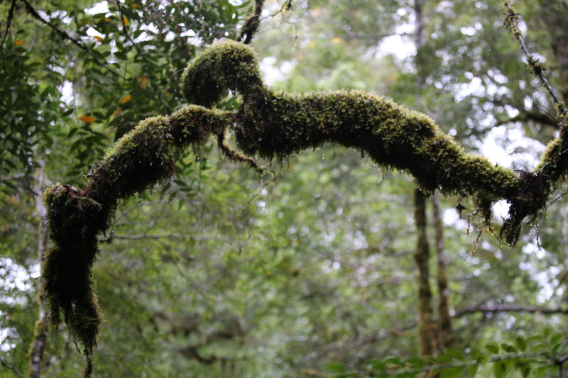 Tasmania Fungi Season Nature Experience, May 2027 - $6,800.00 Bookings Now Open!