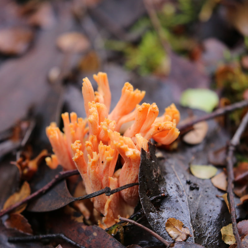 Tasmania Fungi Season Nature Experience, May 2027 - $6,800.00 Bookings Now Open!