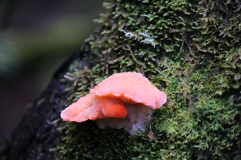 Tasmania Fungi Season Nature Experience, May 2027 - $6,800.00 Bookings Now Open!