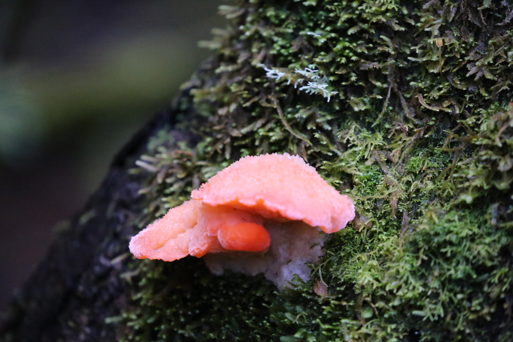Tasmania Fungi Season Nature Experience - 11 days from 6 - 16 May 2024.