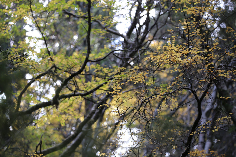Tasmania Fungi Season Nature Experience, May 2027 - $6,800.00 Bookings Now Open!