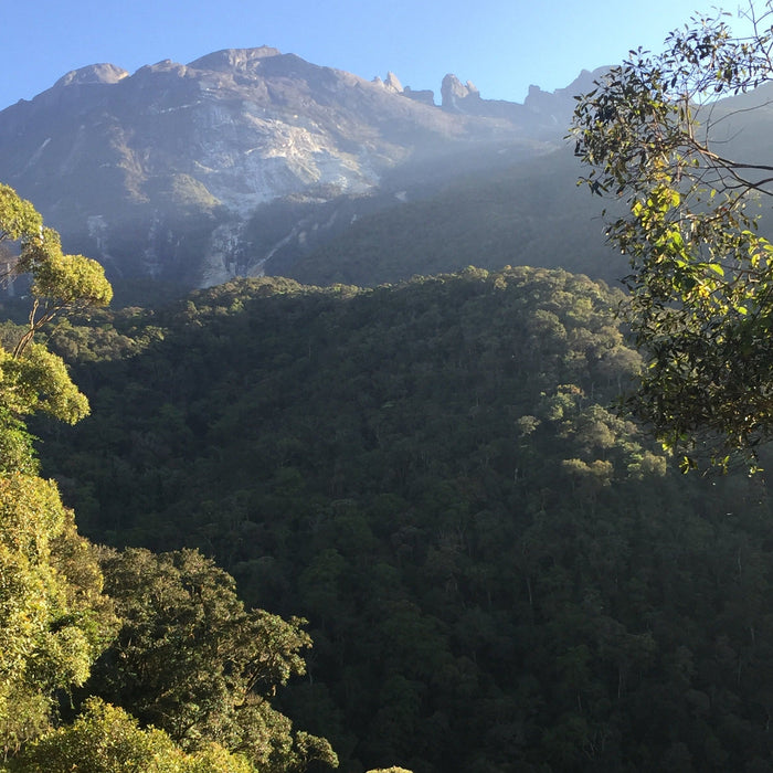 BORNEO NATURE TOUR, 20 March - 2 April 2025 - Bookings now open with a deposit of 25% to confirm your place.