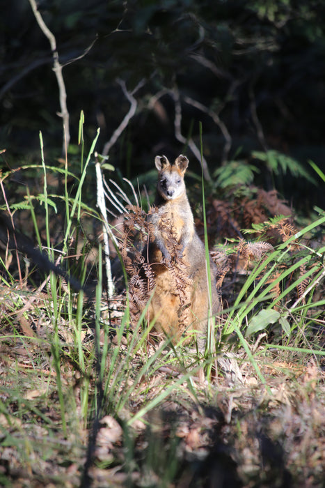 MURRAMARANG NATIONAL PARK: 7 - 11 April 2025 - Bookings now open with a deposit of $395.00.