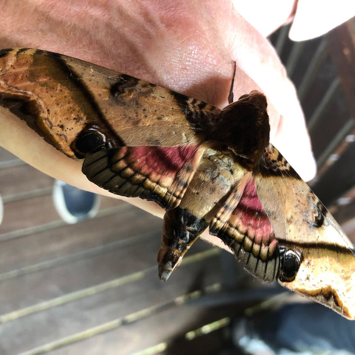 BORNEO NATURE TOUR, 16 - 26 October 2026 - Bookings Now Open!