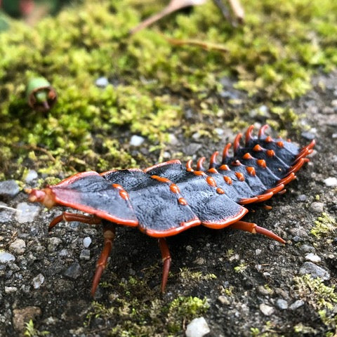 BORNEO NATURE TOUR, 16 - 26 October 2026 - Bookings Now Open!