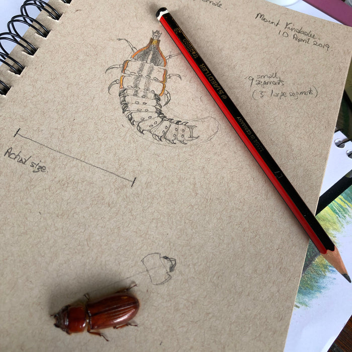 BORNEO NATURE TOUR, 16 - 26 October 2026 - Bookings Now Open!