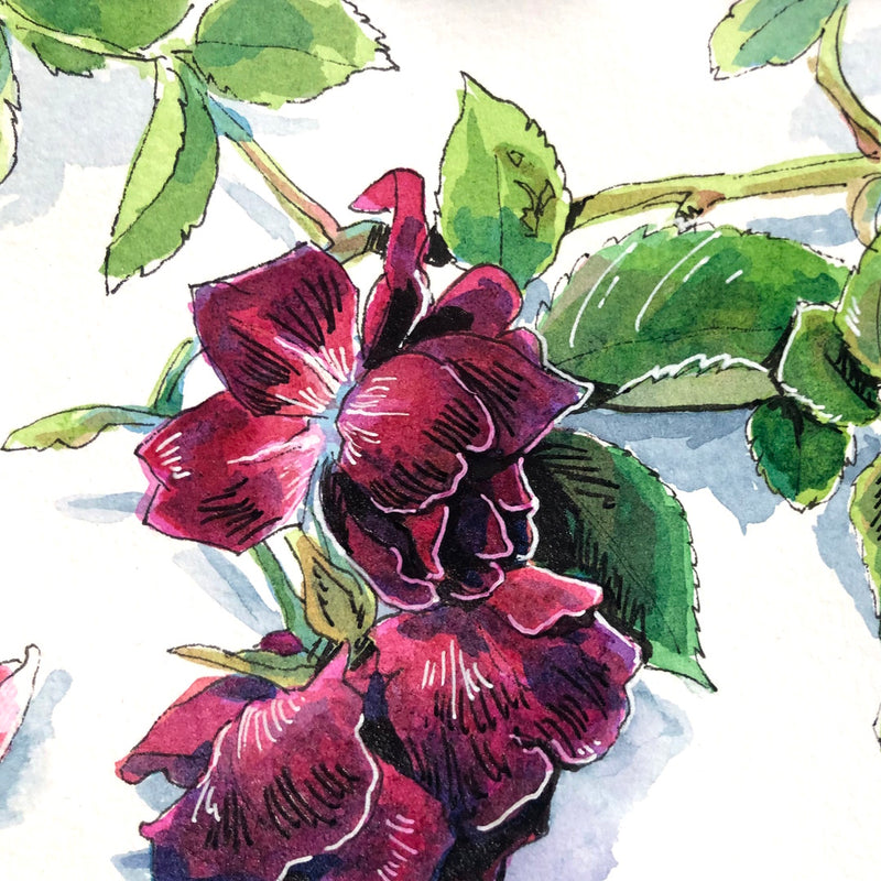 Pretty In Ink: Flowers in Pen and Ink with Jessica Riese