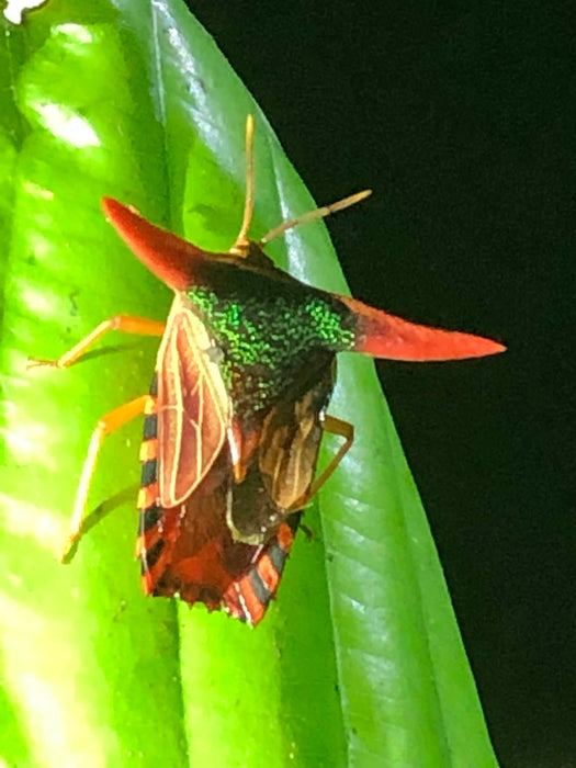 BORNEO NATURE TOUR, 20 March - 2 April 2025 - Bookings now open with a deposit of 25% to confirm your place.