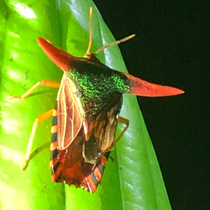 BORNEO NATURE TOUR, 16 - 26 October 2026 - Bookings Now Open!