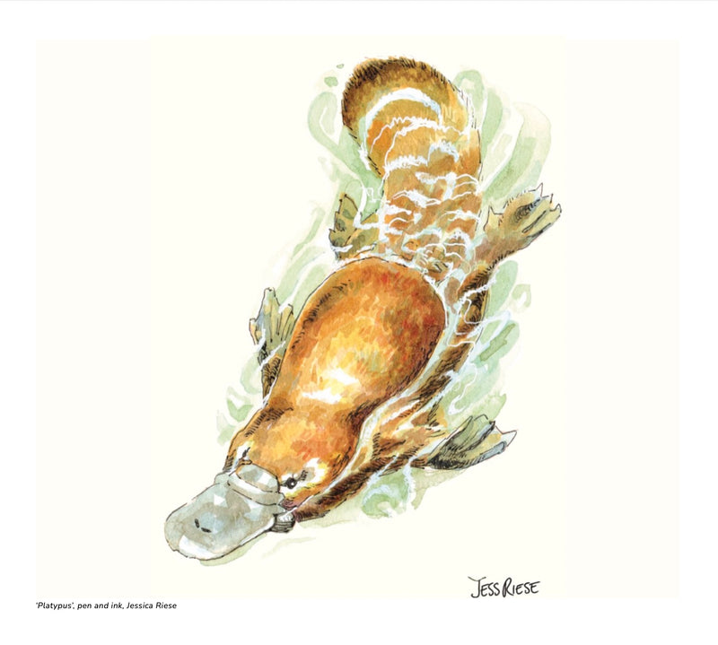 2027 Natural History Art Calendar