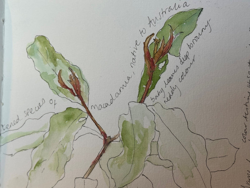 JOURNAL IN THE FIELD – with Ami