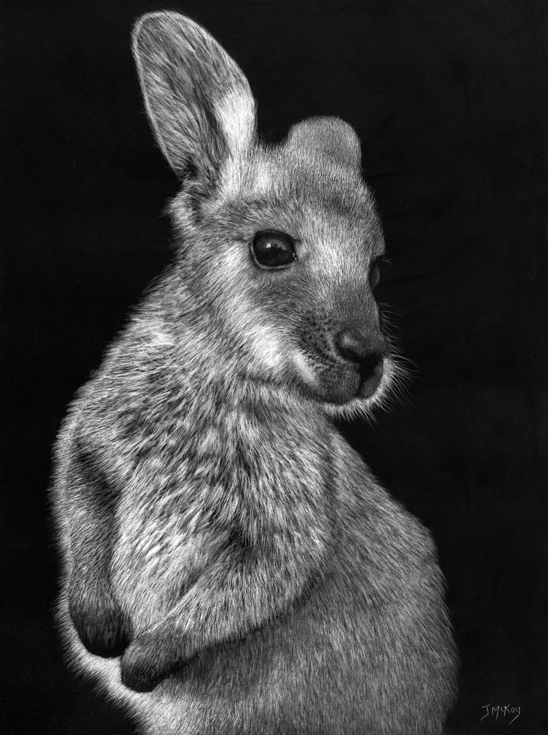 Very detailed black and white scratchboard image of a joey looking alertly to the right