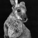 Very detailed black and white scratchboard image of a joey looking alertly to the right