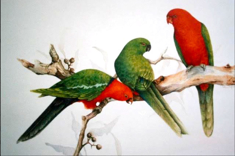 Australian Bird Series: King Parrot, with Lesley Wallington