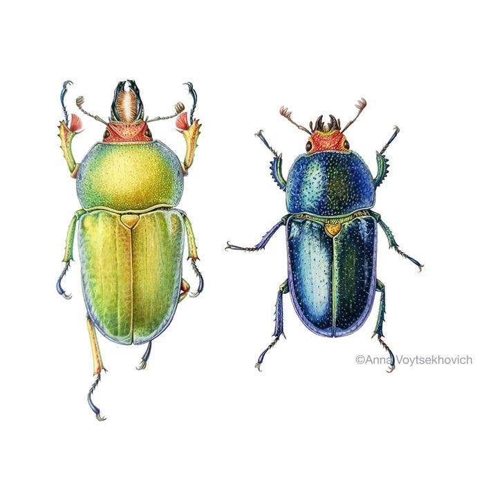 13 - 14 June 2024, Beetles in Watercolour, with Anna Voytsekhovich