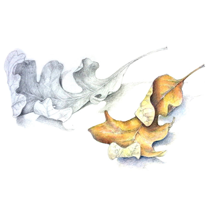 18 February - 11 March 2025, Watercolour One with Lesley Wallington