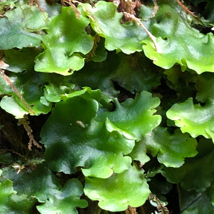 COSTA RICA Ultimate Nature Tour: 14 - 30 June 2026  (17 days) - $10,950.00, Limited places available!