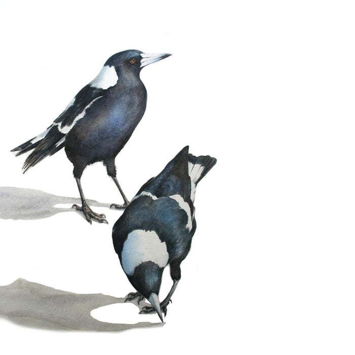 1 June 2024, Australian Bird Series: Magpie Watercolour with Lesley Wallington