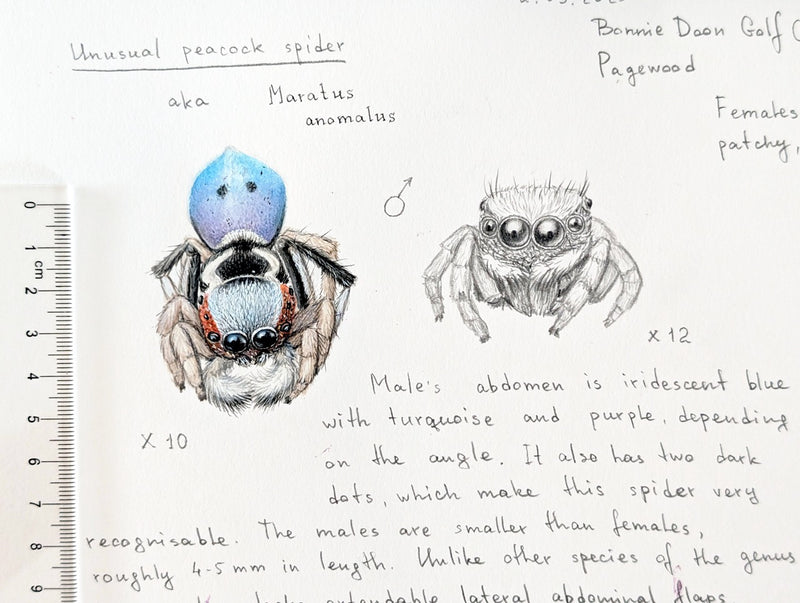 Special Promotion: Drawing and painting Arachnids for absolute beginners with Dr Anna Voytsekhovich (NEW!)