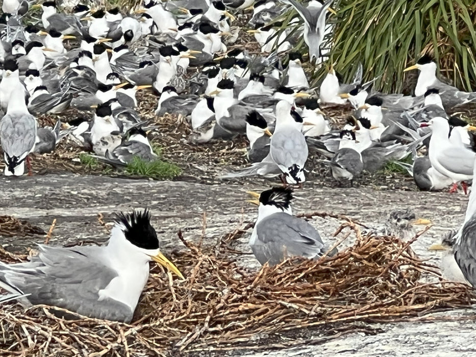 HERON ISLAND NATURE TOUR: 12-17 February 2025, Deposit of $965.00 to secure your place.