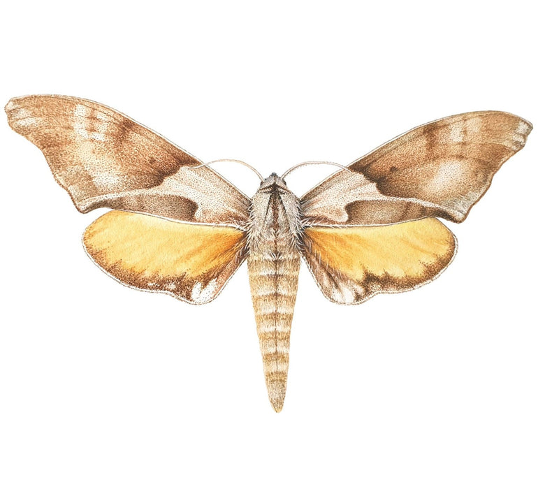11 May 2024, ILLUSTRATING MOTHS IN WATERCOLOUR, ONLINE with Dr Anna Voytsekhovich