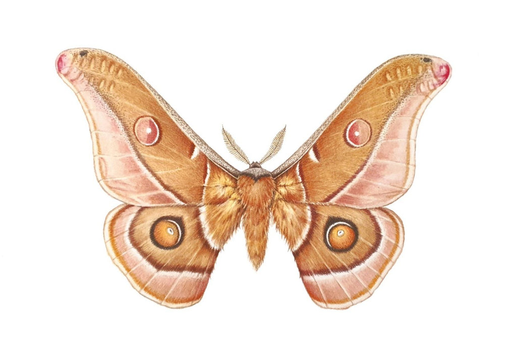 Emperor Gum Moth - Australian Art Greeting Card