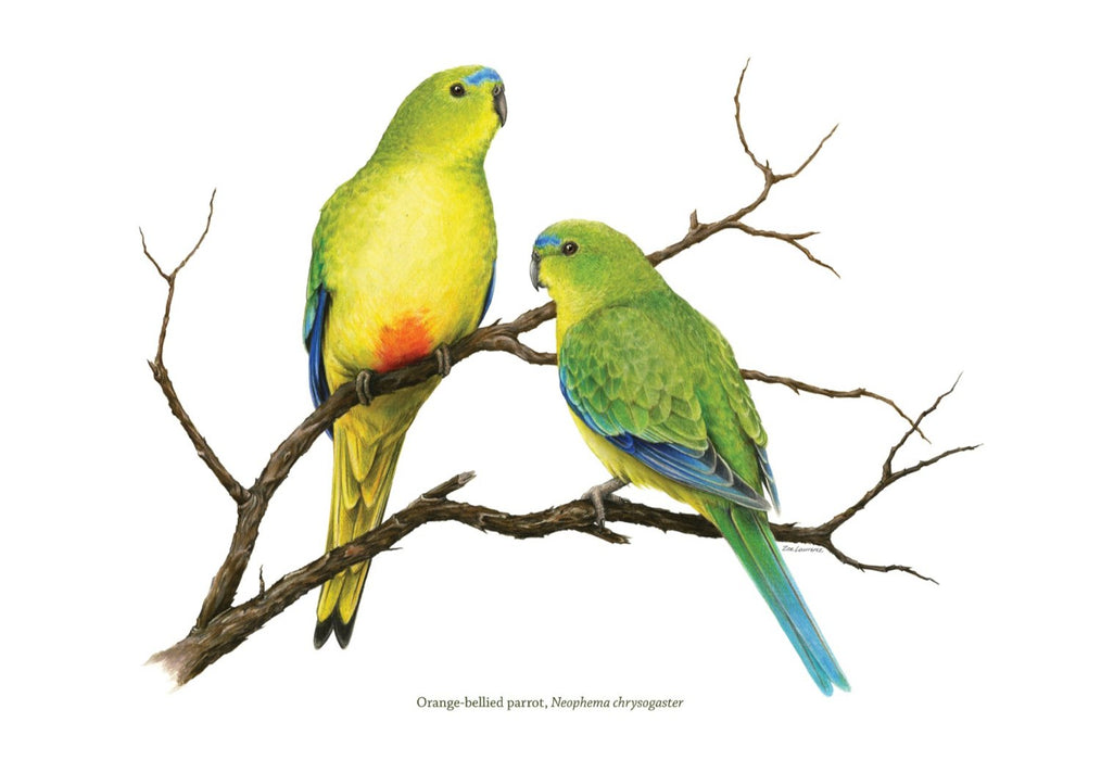 Orange-bellied Parrot - Australian Art Greeting Card