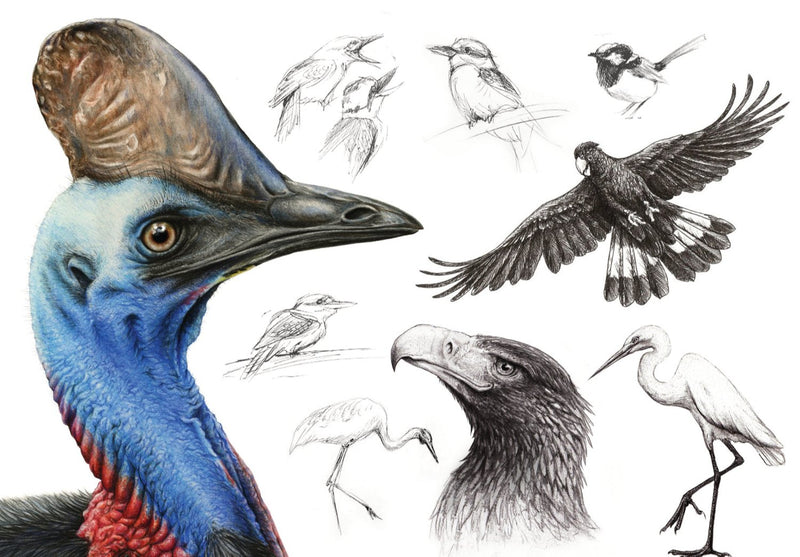Australian Birds - Australian Art Greeting Card