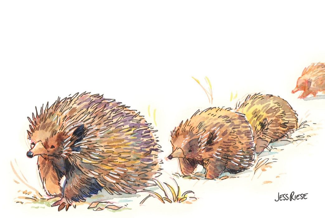 Short-beaked Echidna - Australian Art Greeting Card