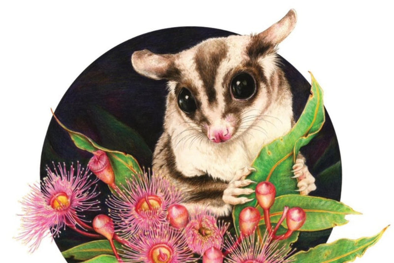 Sugar Glider - Australian Art Greeting Card