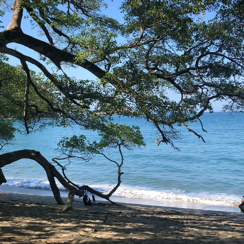 COSTA RICA Ultimate Nature Tour: 2027 - Expressions of Interest