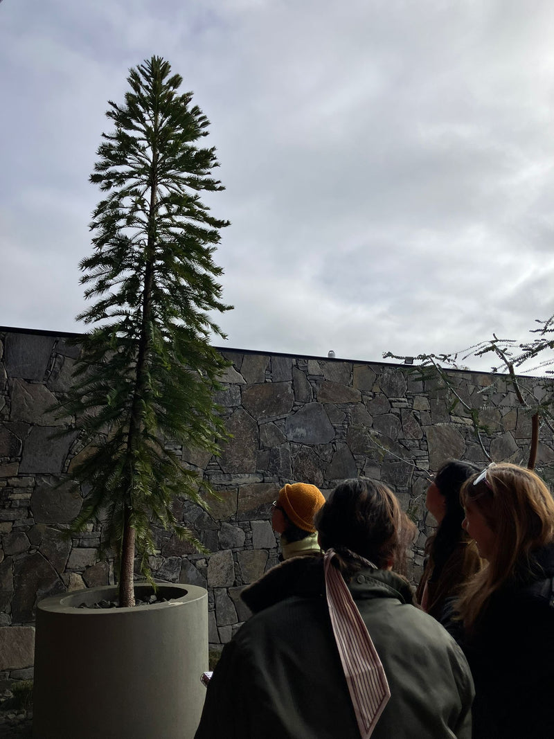 Winter in the woods - National Arboretum Arts and Photography Program