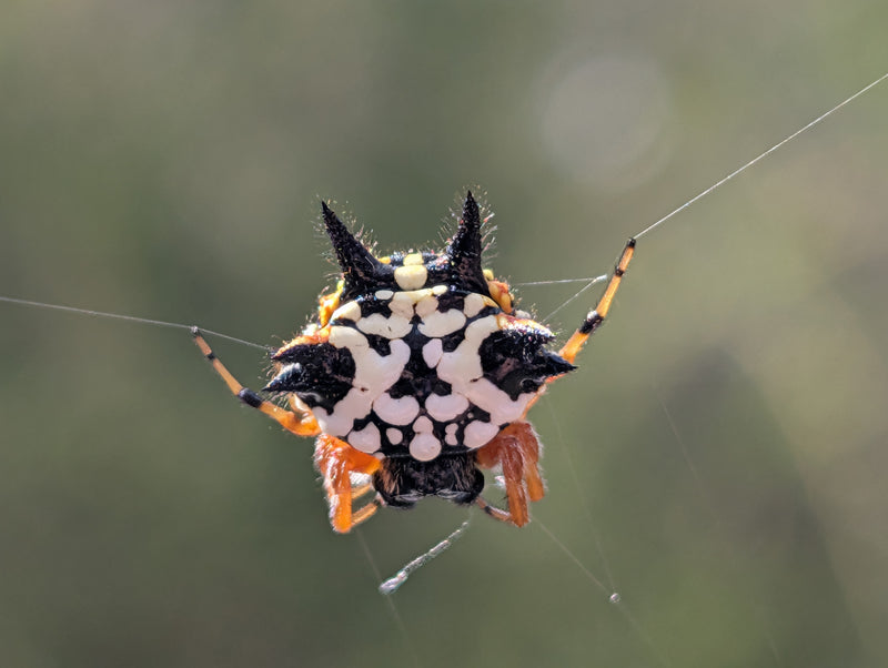 Special Promotion: Drawing and painting Arachnids for absolute beginners with Dr Anna Voytsekhovich (NEW!)