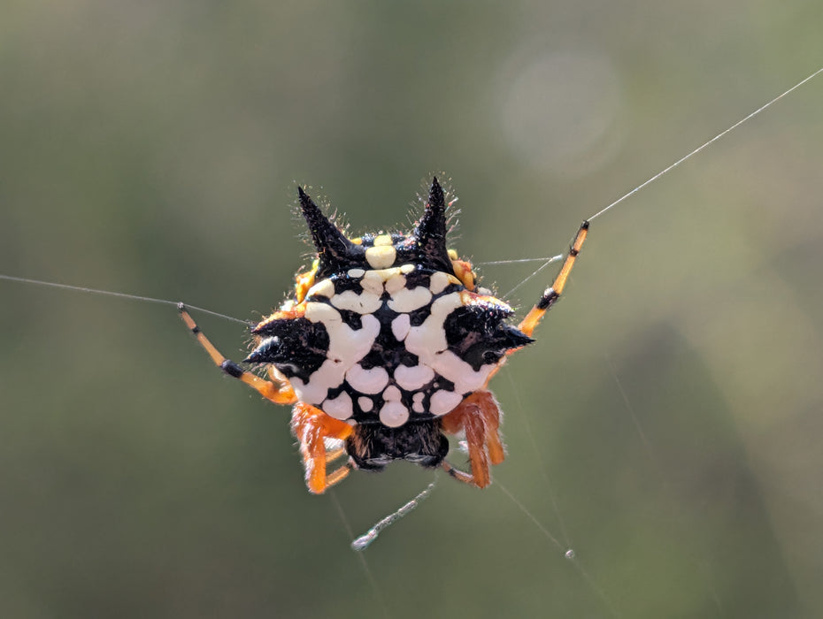 Drawing and painting Arachnids for absolute beginners (NEW!)