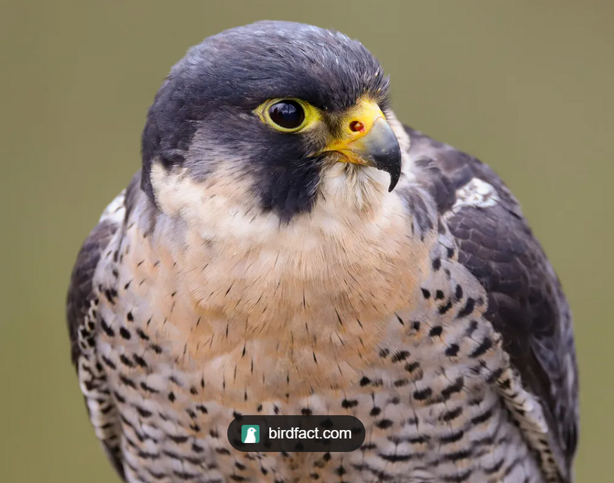 Red Rock Paint Out with Caroline Reid (NEW!)