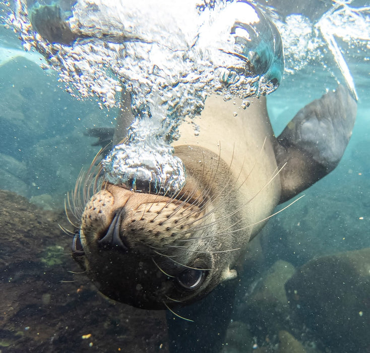 **FULLY BOOKED - WILD WONDERS: GALAPAGOS & AMAZONIAN ECUADOR ADVENTURE, 1 - 14 January 2026.