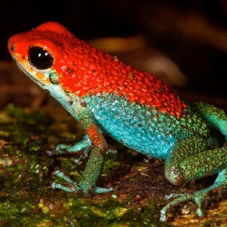 COSTA RICA Ultimate Nature Tour: 2027 - Expressions of Interest