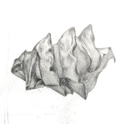 A pencil drawing of a Port Jackson Eggcase  likely to be used as an illustration for a guide on drawing techniques.