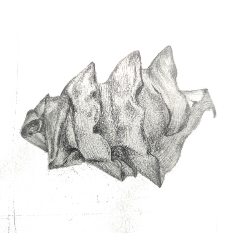 A pencil drawing of a Port Jackson Eggcase  likely to be used as an illustration for a guide on drawing techniques.