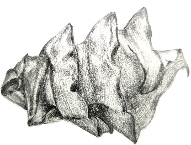 Drawing for Beginners with Dr Taylor Singh