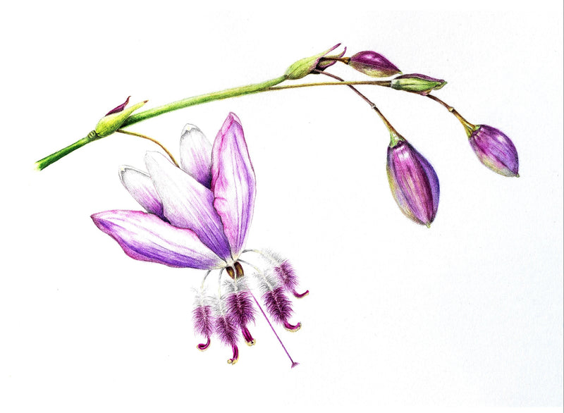 Introduction to Colour Pencil - with Renee Prescott