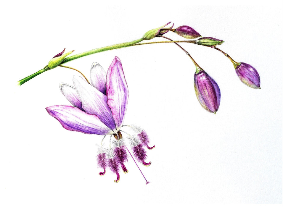 Introduction to Colour Pencil - with Renee Prescott