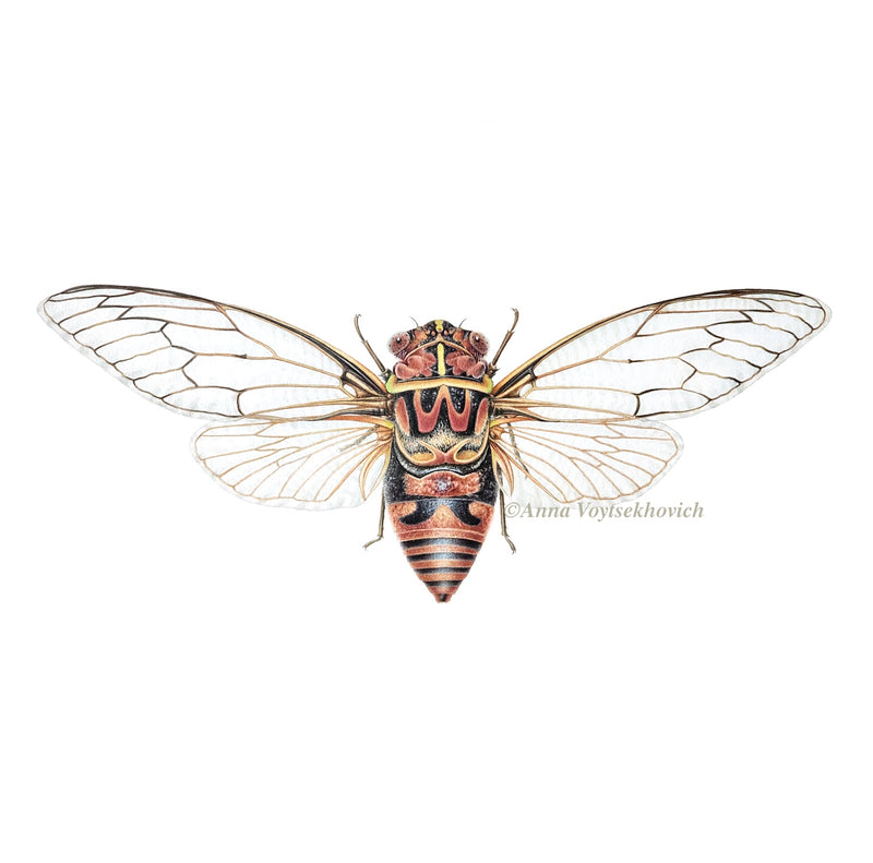 Special Promotion: Buzzing Cicadas in Watercolour with Dr Anna Voytsekhovich