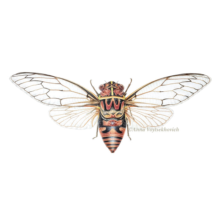 7 - 8 December 2024, Buzzing Cicadas in Watercolour with Anna Voytsekhovich