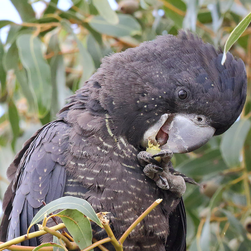BYRON BAY, NSW - ARTIST RETREAT - RED TAILED BLACK COCKATOOS: 4 - 7 March 2027 – 25% Deposit $375.00 ($1,500.00)
