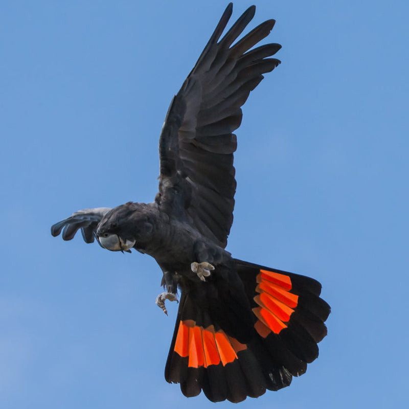 BYRON BAY, NSW - ARTIST RETREAT - RED TAILED BLACK COCKATOOS: 4 - 7 March 2027 – 25% Deposit $375.00 ($1,500.00)