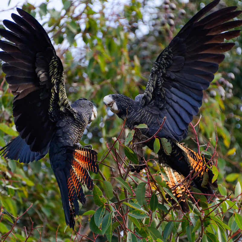 BYRON BAY, NSW - ARTIST RETREAT - RED TAILED BLACK COCKATOOS: 4 - 7 March 2027 – 25% Deposit $375.00 ($1,500.00)