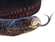 Close-up of a snake with detailed scales on a white background