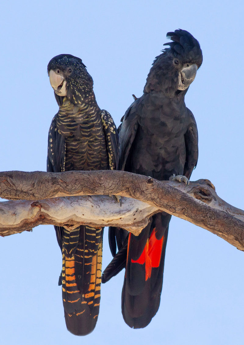 BYRON BAY, NSW - ARTIST RETREAT - RED TAILED BLACK COCKATOOS: 4 - 7 March 2027 – 25% Deposit $375.00 ($1,500.00)