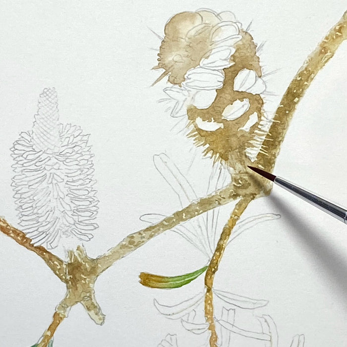 Silver Banksia in Watercolour with David Reynolds (NEW!)